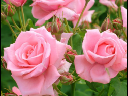 为什么说粉玫瑰不能随便送人，粉玫瑰的寓意是什么