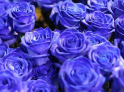 为什么不能轻易送蓝色妖姬，七夕节适合送蓝玫瑰吗