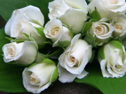 白玫瑰不能随便送人，七夕节怎么选择玫瑰花