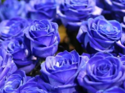 为什么不能轻易送蓝色妖姬，蓝玫瑰有什么寓意