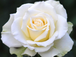 白玫瑰不能随便送人的原因是什么，白玫瑰适合送给什么人