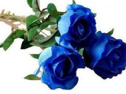 蓝玫瑰有什么寓意，代表什么意思