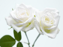 白色玫瑰代表什么，白玫瑰的花语是什么
