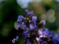 紫薇花长什么样，高清紫薇花图文片欣赏