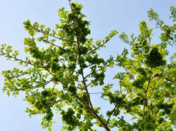 榆树下山桩怎么处理成活率高，养护时有哪些注意事项