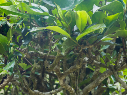 茶花树枯死如何补救，养护时应注意些什么