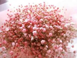 粉色满天星花语是什么，适合送给谁