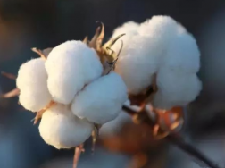 棉花重大病虫害防控技术，棉花应该怎么养殖