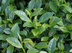 茶树的科学施肥方法，茶树怎么高质量施肥