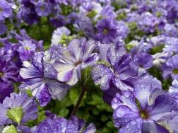 紫罗兰花语是什么，适合送给哪些人