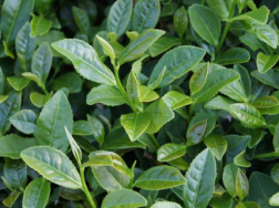 2021年茶树主要病虫害防控技术，茶树养殖需要注意什么