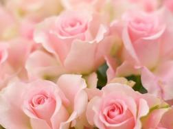 粉色玫瑰花语及寓意，适合送给哪些人