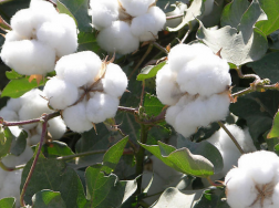 2021年棉花前期生产技术指导意见，棉花应该怎么养殖