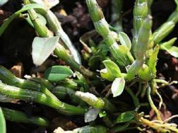 铁皮石斛是什么植物，有哪些功效作用