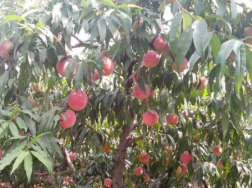 春季桃蚜防治措施，桃树养殖方法总结