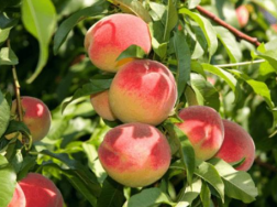 桃树9月管理重点，桃树应该怎么养殖