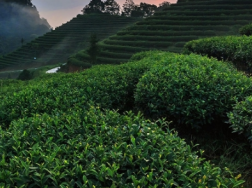 茶叶冬季清园注意什么，茶树冬季怎么养殖