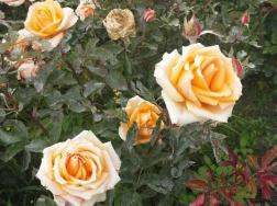 玫瑰花的花语是什么，有哪些不同寓意