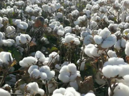 2021年棉花中后期生产管理，棉花生长条件总结