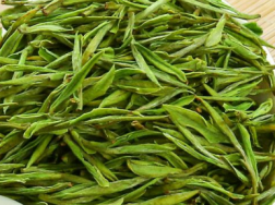 安吉白茶的种植技术要点，安吉白茶养殖方法总结