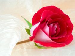 情人节送多少朵玫瑰花，不同的朵数有什么寓意