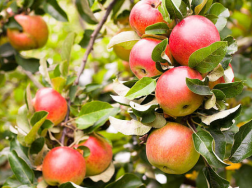 春季苹果树种植方法，水肥管理技术要点