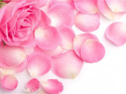 33朵粉玫瑰花语是什么，有哪些寓意