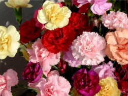 康乃馨不同颜色的花语，都代表什么