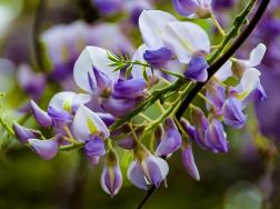紫藤花的花语是什么，有哪些传说