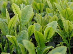 茶园种植高产方法是什么，如何对茶园进行管理