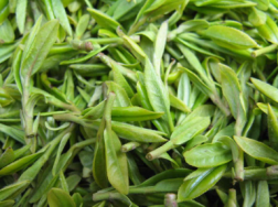 毛尖茶的种植管理要点，毛尖茶生长需要什么条件
