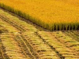 水稻两防一喷技术要点，水稻养殖方法总结