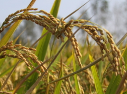 水稻种植技术对产量和品质的影响，水稻养殖方法