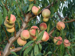桃园的管理技术技巧，关键时期怎么养殖桃树