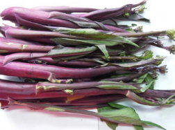 紫菜苔如何追肥，养殖技巧简介