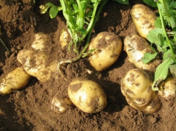 免耕马铃薯的栽培方法是什么，有什么好处