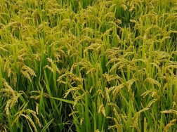 水稻优质高产栽培技术是什么，如何防治水稻病虫害