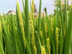 宜香优2115水稻高产栽培方法是什么，如何科学管理