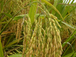 水稻种植技术，机收再生稻栽培技术