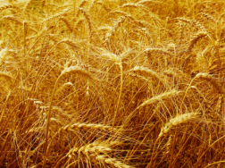 吉林省水稻旱田育苗栽培技术要点，水稻养殖应该注意什么