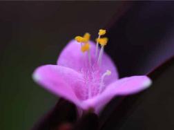 紫罗兰花在家里怎么养，插水里活多久