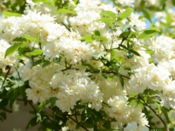 白木香一年开几次花，白木香养殖注意事项有什么