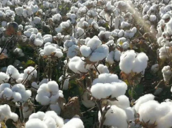 2021年夏直播棉生产技术指导意见，棉花应该怎么养殖