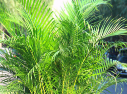 凤尾竹需要什么土壤种植，养护时应该注意些什么