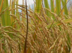 湖南省地区节水抗旱稻的研究，水稻养殖技巧