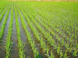 湘南晚稻软盘育秧栽培技术，水稻应该怎么养殖