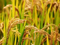 水稻除草剂二甲四氯钠怎么使用，要注意什么