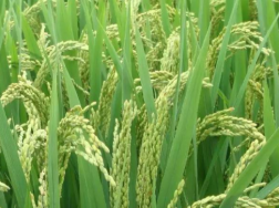 水稻种植技术总结，水稻病虫害怎么办