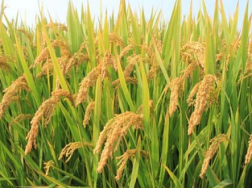 水稻盖膜育秧的方法是什么，揭膜的注意要点有哪些