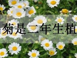 白晶菊是二年生植物吗